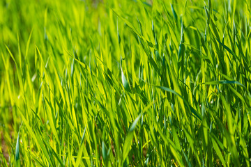 Green meadow，background, green, spring,