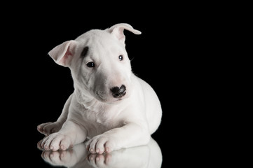 miniature bull terrier puppy studio