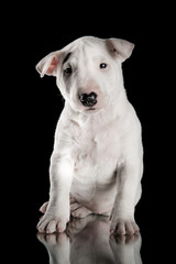 miniature bull terrier puppy studio