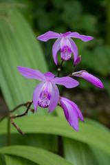 purple orchid, botanical garden