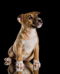 miniature bull terrier puppy studio
