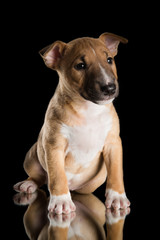 miniature bull terrier puppy studio