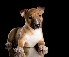 miniature bull terrier puppy studio