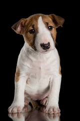 miniature bull terrier puppy studio