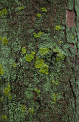 green moss on tree