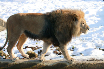 Fototapeta na wymiar Löwe (Panthera leo) geht im Schnee