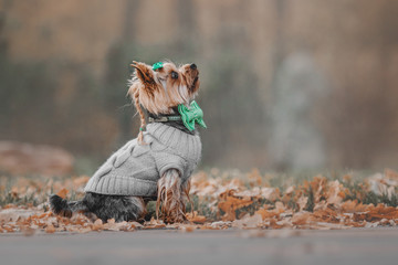 Yorkshire Terrier wearing a sweater in the autumn background