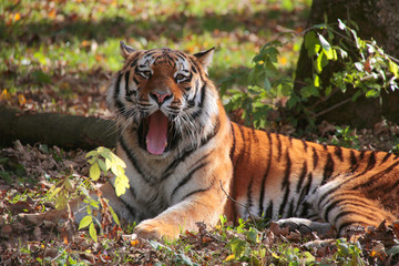 Fototapeta na wymiar Sibirische Tiger (Panthera tigris altaica) gähnt