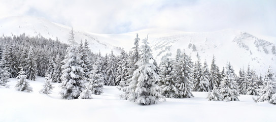 Winterlandschap van bergen in dennenbos en glade in sneeuw. Karpatische bergen