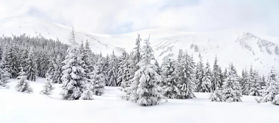 Papier Peint photo autocollant Hiver Paysage d& 39 hiver de montagnes dans la forêt de sapins et clairière dans la neige. Montagnes carpates