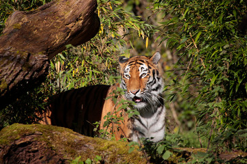 Fototapeta na wymiar Sibirische Tiger (Panthera tigris altaica) oder Amurtiger 