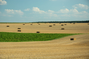 Field with bales of hay