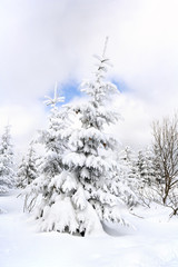 Winter landscape in fir tree forest and glade in snow. Carpathian mountains