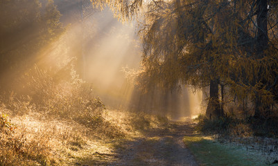 Early Morning Sunlight Shining Through Trees