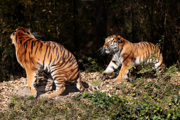 Fototapeta na wymiar Sibirische Tiger (Panthera tigris altaica) oder Amurtiger, Paar