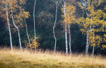 Fototapeta premium Silver Birch Trees in Autumn