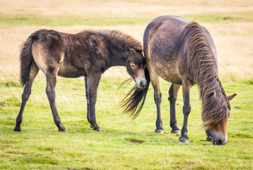 Exmoor Ponies