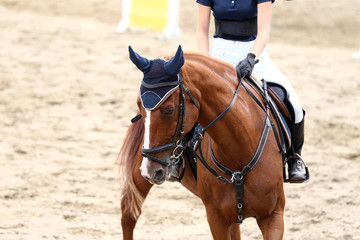 Sport horse portrait during dressage competition