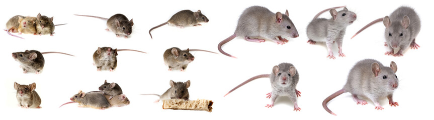 mice collection - obrazy, fototapety, plakaty