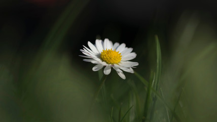 Gänseblümchen © Hanna Gottschalk