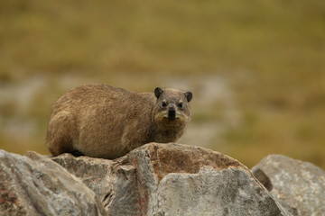 A Rock Hyrax or Dassie sunning itself on a rock.