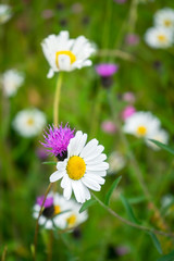 Wild Daisies in Meadow