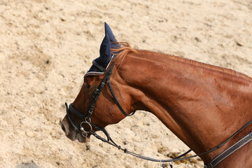 Sport horse portrait during dressage competition