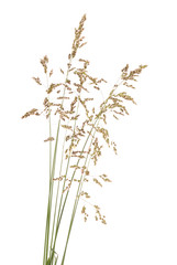 Green grass spikelet
