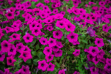 A purple morning glory