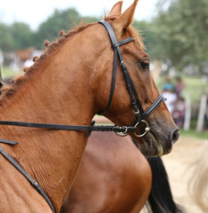 Sport horse portrait during dressage competition