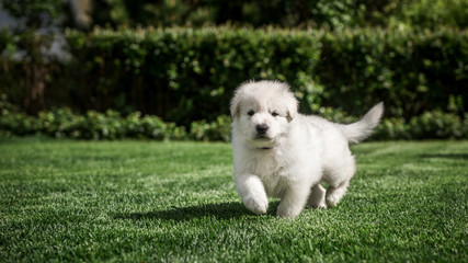 white swiss shepherd small puppy outside