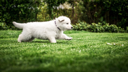 white swiss shepherd small puppy outside