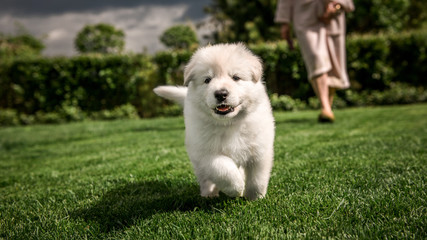 white swiss shepherd small puppy outside