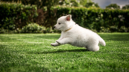 white swiss shepherd small puppy outside