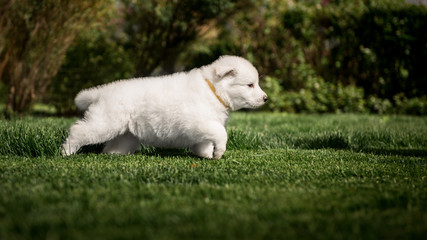 Obraz premium white swiss shepherd small puppy outside