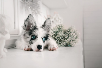 Marble Border Collie puppy lying on white background of Christmas decorations. Beautiful dog,...
