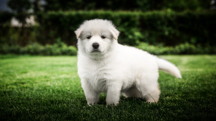 white swiss shepherd small puppy outside
