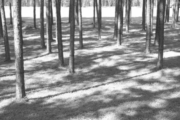 pine tree trunk in coniferous forest