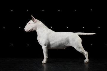 English bull terrier studio
