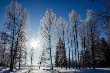 Fototapeta premium Winter landscape in clear weather. Morning bright sun. Snow plays shine. Frosty Snow Park
