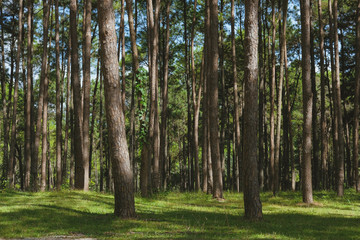 pine tree trunk in coniferous forest