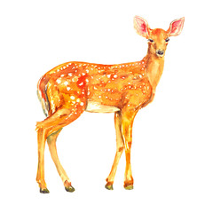 Young mule deer (Odocoileus hemionus) standing, isolated watercolor illustration