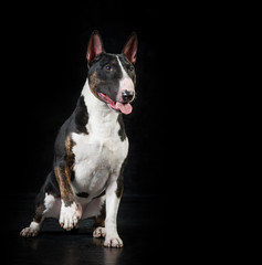 English bull terrier studio