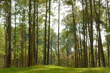 pine tree trunk in coniferous forest