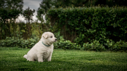 white swiss shepherd small puppy outside