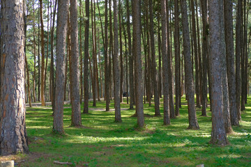 Fototapeta na wymiar pine tree trunk in coniferous forest