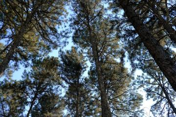 pine tree trunk in coniferous forest