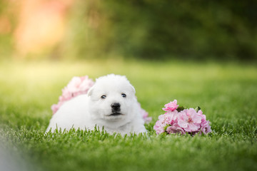 white swiss shepherd small puppy outside