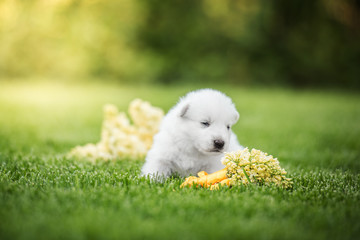 white swiss shepherd small puppy outside