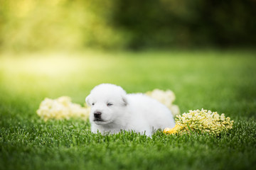 white swiss shepherd small puppy outside